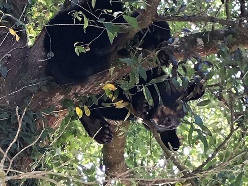 Я не трус, но я боюсь: медвежонок спрятался на дереве от тигров