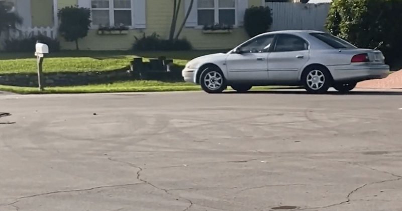 Собака включила заднюю передачу в автомобиле и целый час каталась по кругу