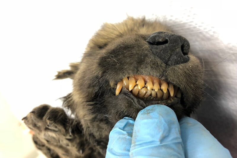 В Сибири нашли щенка, которому 18 тысяч лет