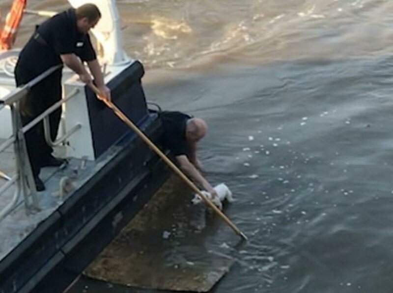 Матросы спасли собаку, дрейфующую по реке на куске фанеры