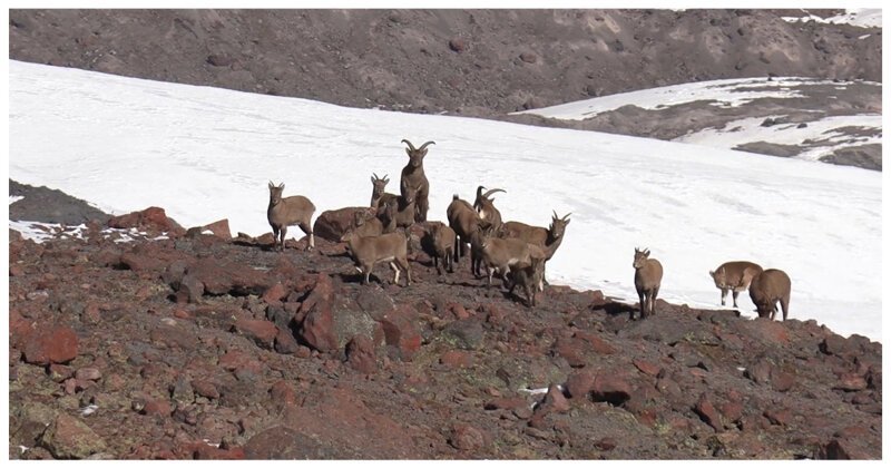 Дикие животные готовятся к зиме в снежных горах Северного Кавказа