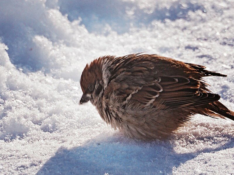 Перьевые комочки: зачем птицы в холода взъерошивают перья?