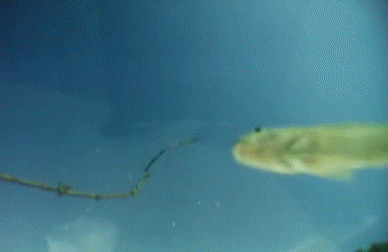 Гифки разные