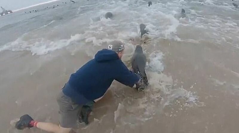 Рыбаки спасли тюленя, вокруг шеи которого была обвёрнута пластиковая верёвка