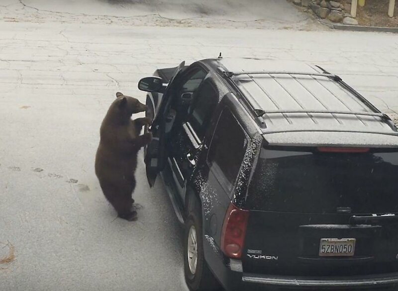 В США медведь залез в салон внедорожника на глазах у автовладельцев