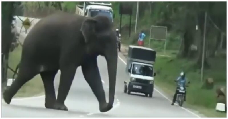Слон и свинья. Слоненок проломил дорогу.