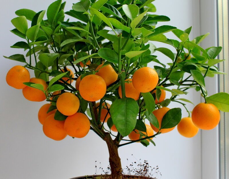 Скорая помощь для мандарина: как самостоятельно спасти растение