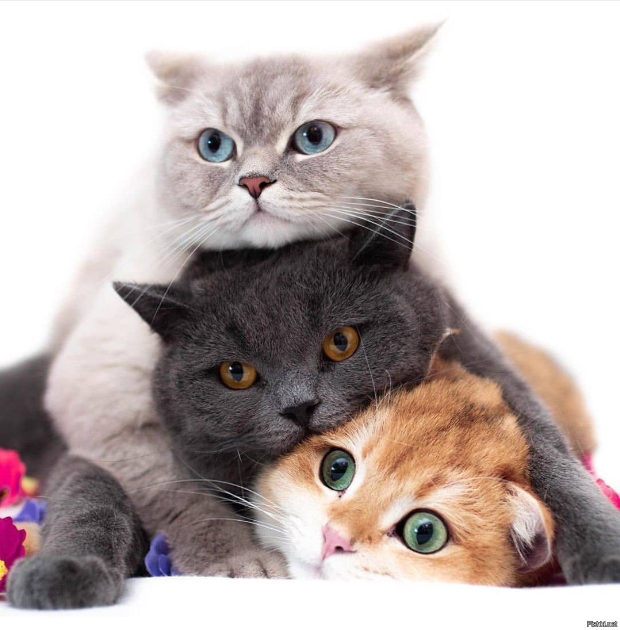 Три киса. Три кошки. Кошка с котятами. Три милых котенка. Картинки кошек и котят.