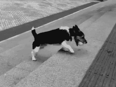 Собачьи гифки