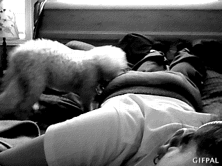 Собачьи гифки