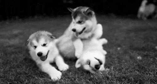 Собачьи гифки