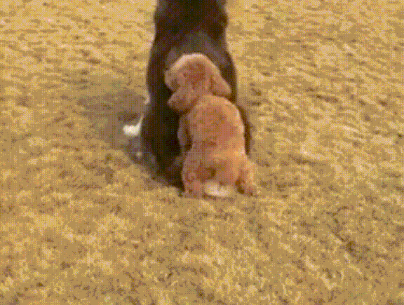 Собачьи гифки