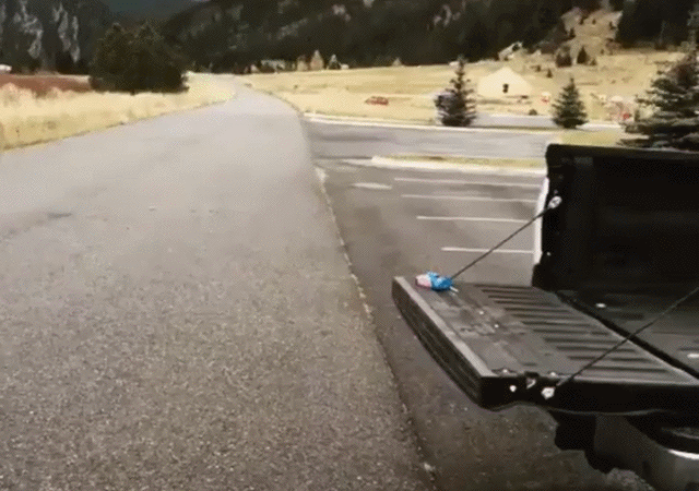 Собачьи гифки