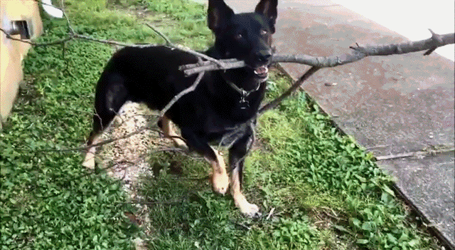 Собачьи гифки