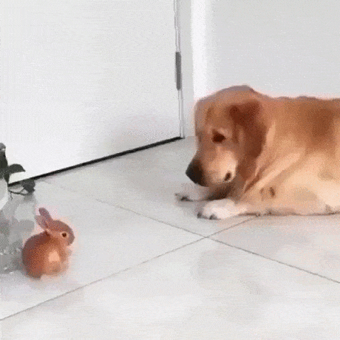 Собачьи гифки