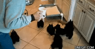 Собачьи гифки