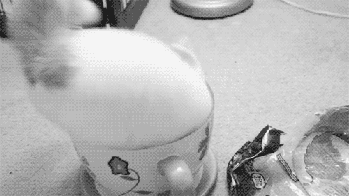 Кошачьи гифки