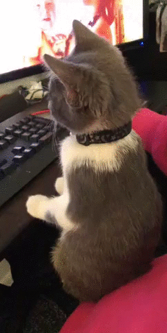 Кошачьи гифки