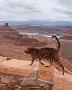 Кошачьи гифки