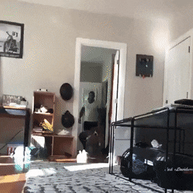 Собачьи гифки