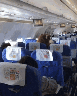 Собачьи гифки