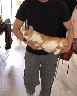 Собачьи гифки