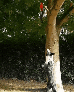 Собачьи гифки