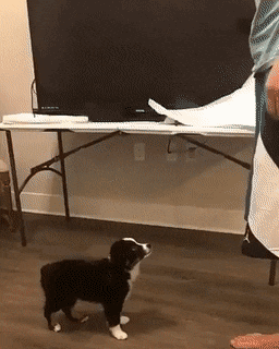 Собачьи гифки