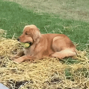 Собачьи гифки