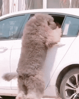 Собачьи гифки