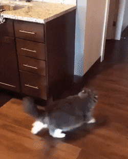 Кошачьи гифки