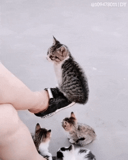 Кошачьи гифки