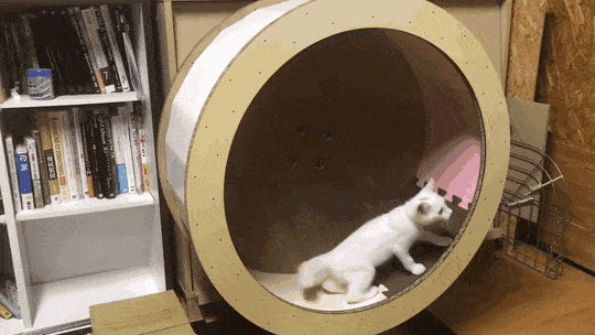 Кошачьи гифки