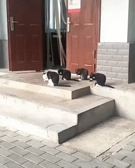 Кошачьи гифки