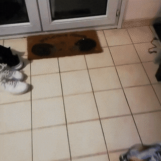 Кошачьи гифки