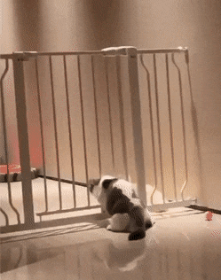 Кошачьи гифки