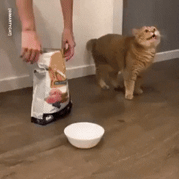 Кошачьи гифки