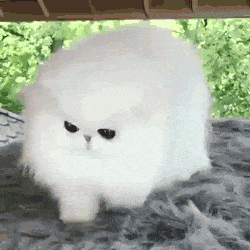 Кошачьи гифки