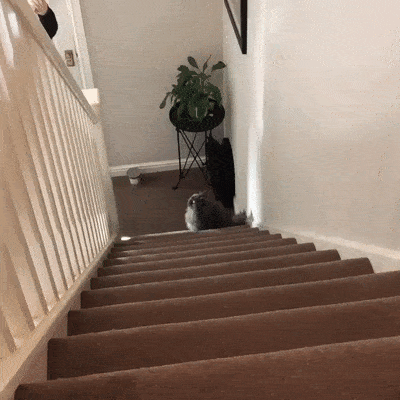 Кошачьи гифки