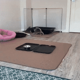 Кошачьи гифки