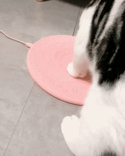 Кошачьи гифки