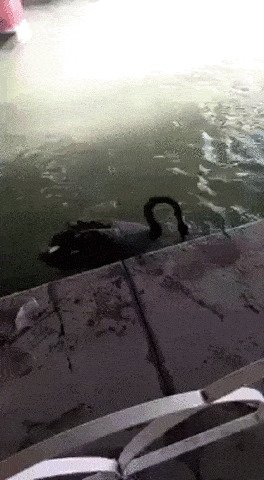 Лебедь собирает мусор из озера
