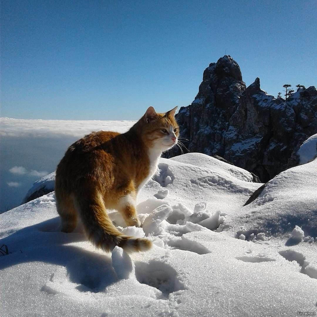 кошка в горах