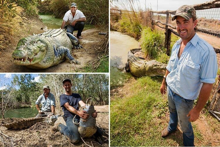 В Австралии поймали крокодила, который  нападал на коров