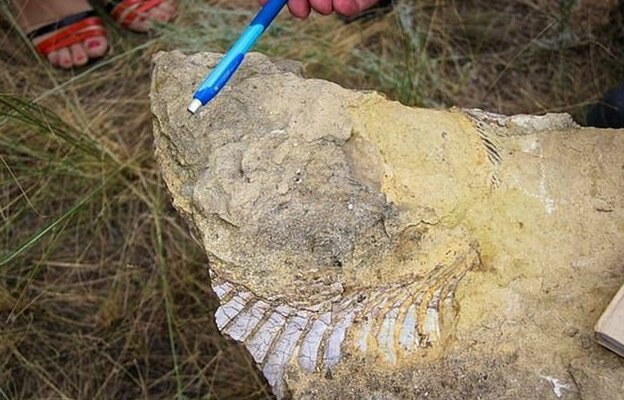 Окаменелая зубная спираль геликоприона была найдена в одной из шахт Волгограда 