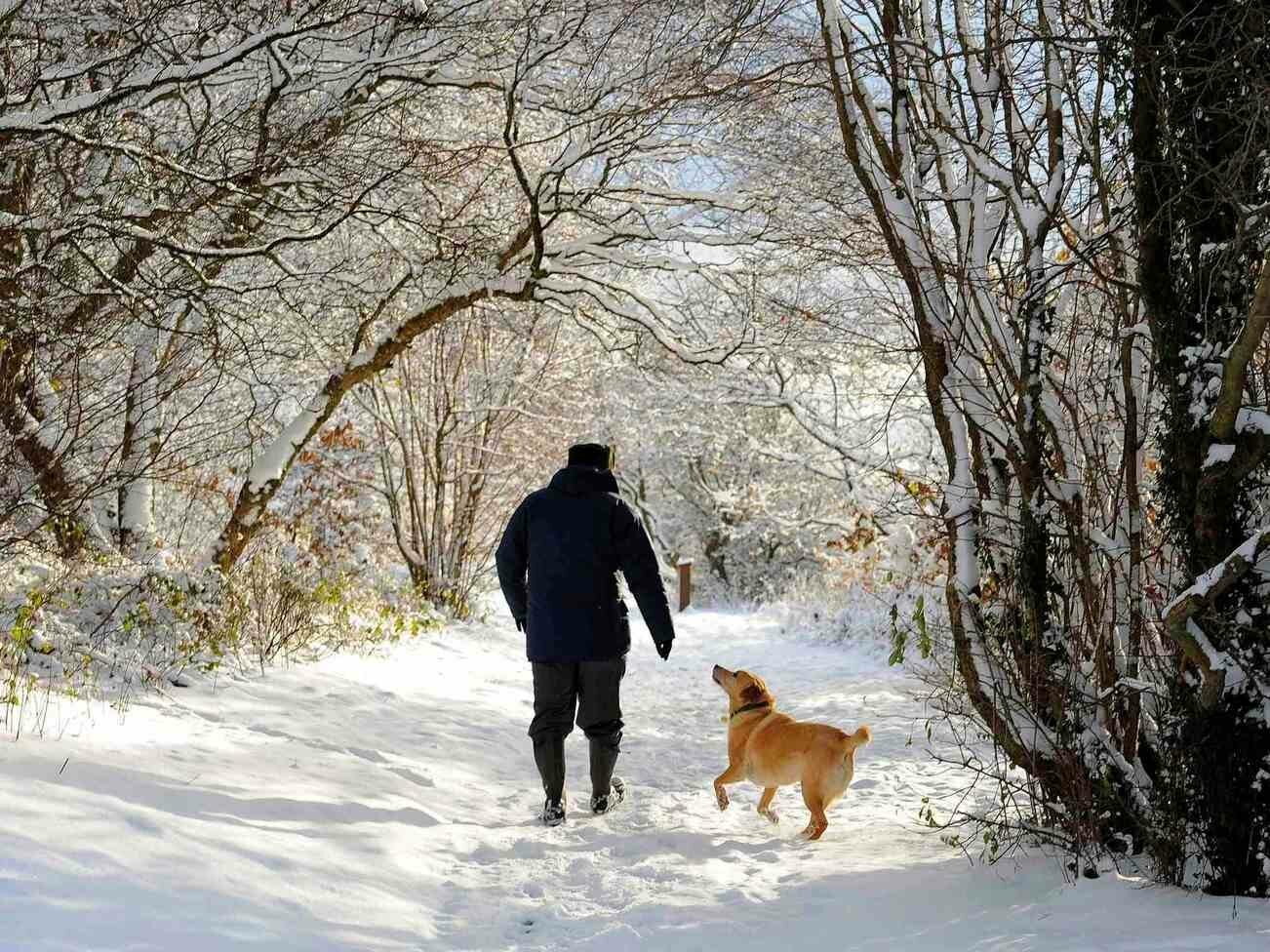 Где прячется зима. Собака зимой. Зимняя прогулка. Прогулка в зимнем лесу. Зимняя прогулка с собакой.