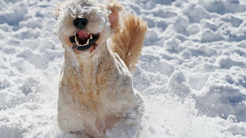 Какие еще факторы делают собак устойчивыми к холоду