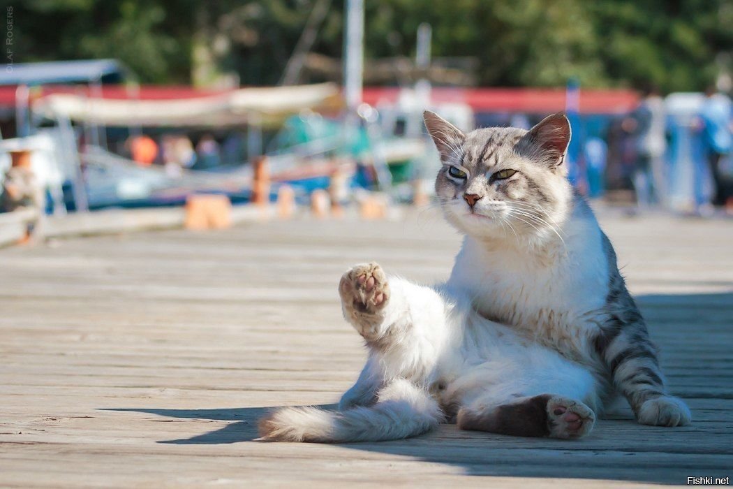 Истинный кот. Thinking cat. Кот даже 2. Кот даже 2. Уборка смешные картинки.