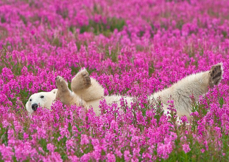 Белые медведи не в снегу, а в цветах