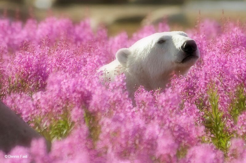 Белые медведи не в снегу, а в цветах